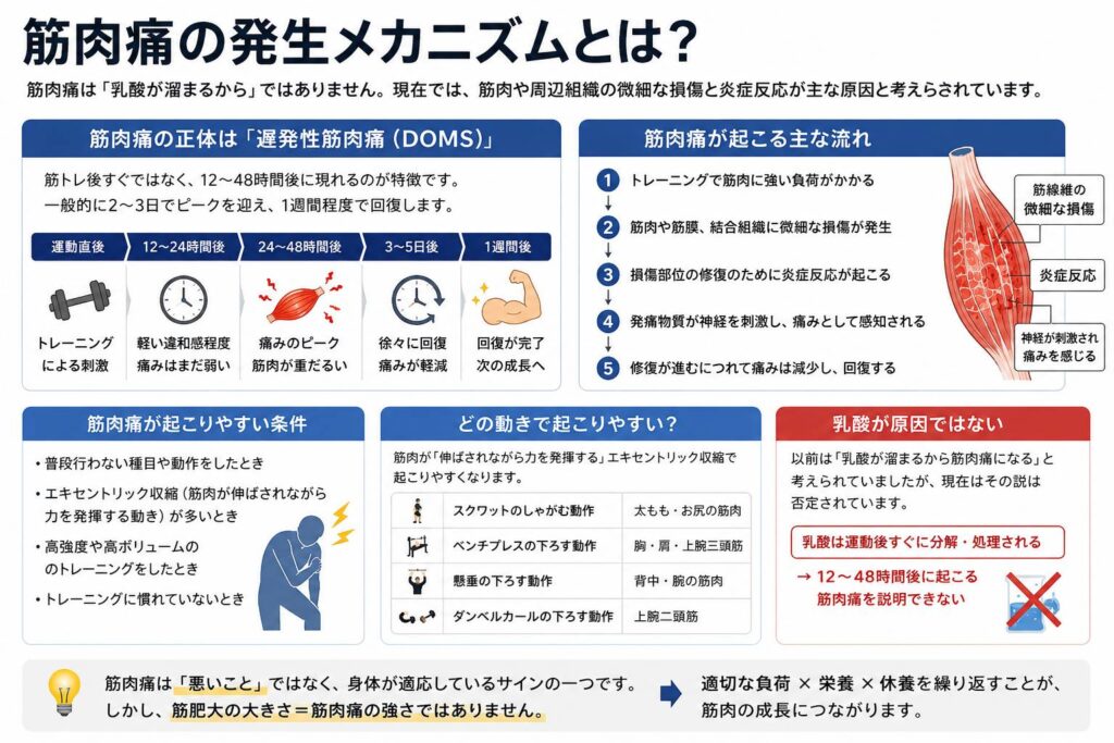 筋肉痛と筋肥大は必ずしも一致しない